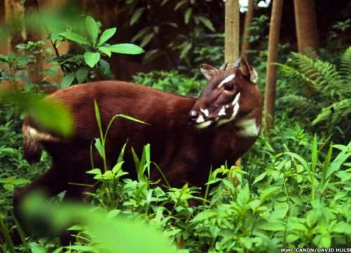 Découverte de bisons et saolas au parc national de Phong Nha-Ke Bang ảnh 1