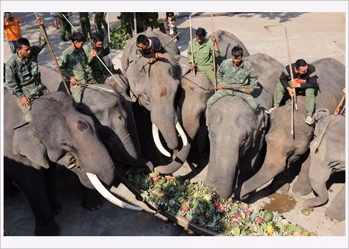 Cérémonie de prière pour la santé des éléphants ảnh 1