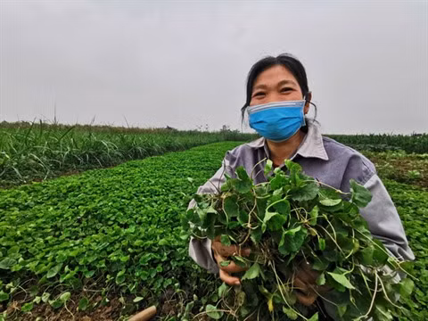 Le gotu kola prend le chemin des marchés étrangers ảnh 2