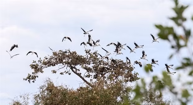 Le parc national de Lo Go - Xa Mat voit une meilleure protection grâce à l'écotourisme ảnh 1