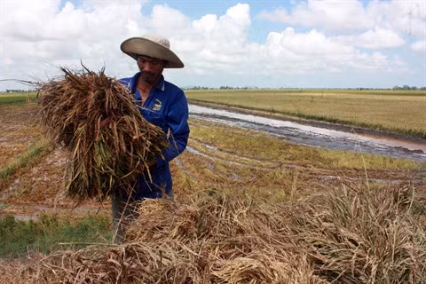 Les agricultrices vietnamiennes face aux changements climatiques ảnh 2