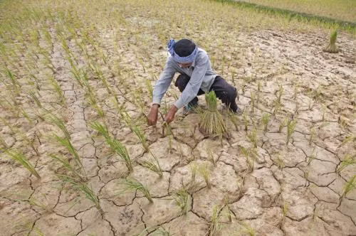 Cambodge : presque la totalité des localités touchées par la sécheresse ảnh 1