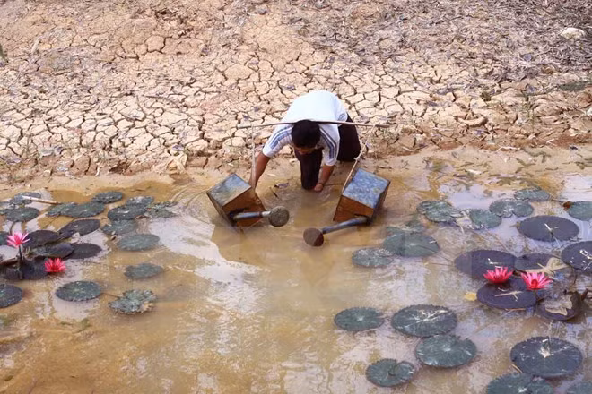 La sécheresse et la salinisation ravagent le delta du Mékong ảnh 1