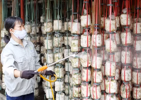 Les pas difficiles de la biotechnologie au Vietnam ảnh 2 Les pas difficiles de la biotechnologie au Vietnam ảnh 2