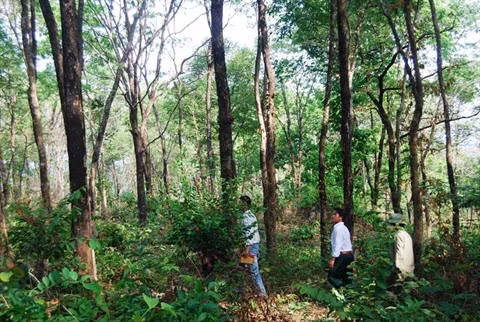 Gardiens bénévoles d’une "forêt parfumée" et fiers de l’être ảnh 1