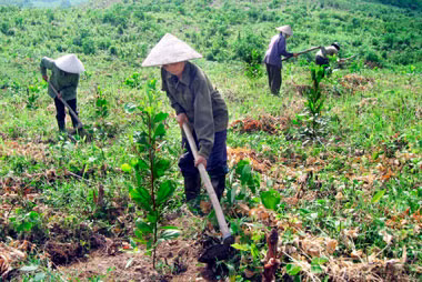 Hausse de 6,6% de la valeur de production forestière ảnh 1