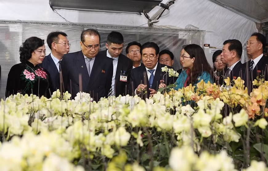Une délégation de la RPDC étudie le modèle de plantation d’orchidées à Dan Phuong ảnh 1