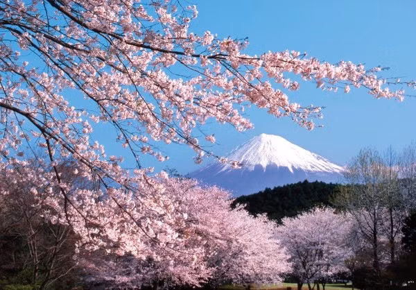 La fête des fleurs de cerisier Japon – Hanoï 2019 prévue fin mars ảnh 1