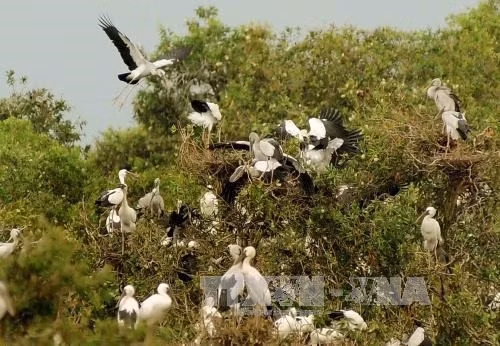 Le delta du Mékong fait face à un déclin des oiseaux, poissons et plantes sauvages ảnh 1