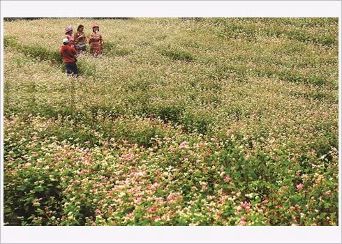 Quan Ba stimule son potentiel touristique ảnh 2