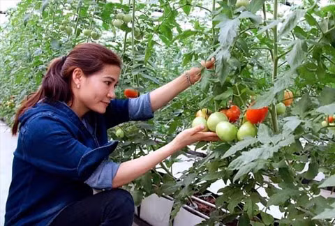 Ces jeunes agriculteurs qui font fortune dans leur terre natale ảnh 1 Ces jeunes agriculteurs qui font fortune dans leur terre natale ảnh 1