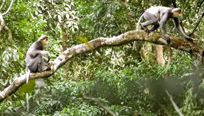 Quang Nam lance un projet de protection de primates en voie de disparition ảnh 1