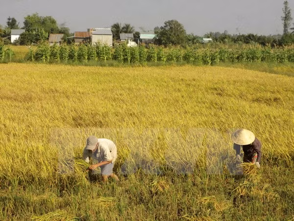 Plus d’un million de tonnes de riz exportées en deux mois ảnh 1
