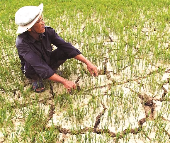 Le Vietnam s’attèle à lutter contre la sécheresse ảnh 1