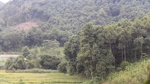 Nouvelle ruralité : le cannelier, «l’arbre de vie» des Dao de Yên Bai ảnh 3