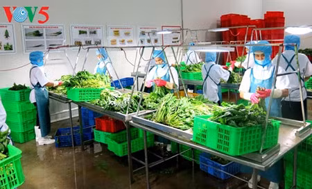 Multiplier les modèles agricoles high-tech ảnh 1 Multiplier les modèles agricoles high-tech ảnh 1