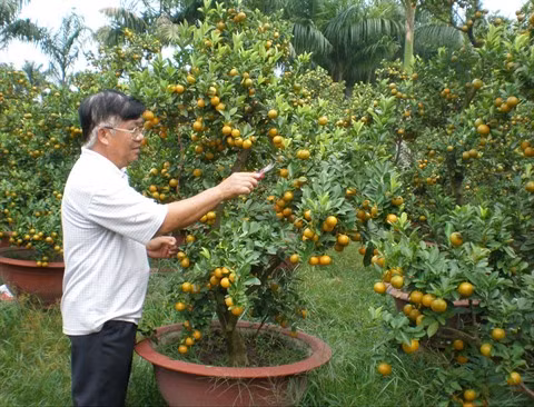 Plus de 10 millions de pots de fleurs d’agrément mis en vente ảnh 1