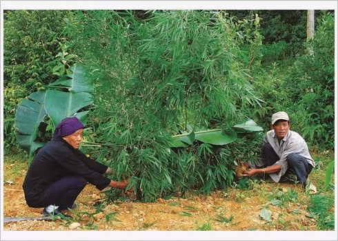 À Hà Giang, les Pu Péo célèbrent le génie de la forêt ảnh 1 À Hà Giang, les Pu Péo célèbrent le génie de la forêt ảnh 1