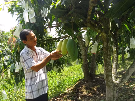 Dông Thap: Une fruiticulture fructueuse ảnh 2 Dông Thap: Une fruiticulture fructueuse ảnh 2