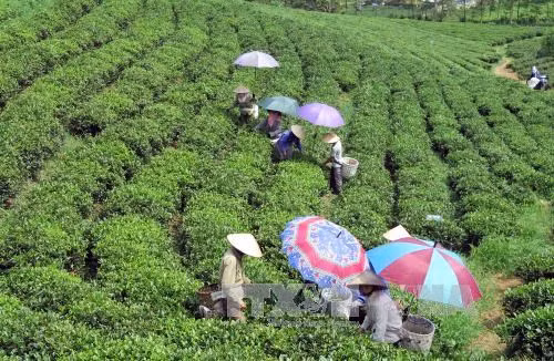 Croissance exceptionnelle des exportations de thé aux EAU ảnh 1