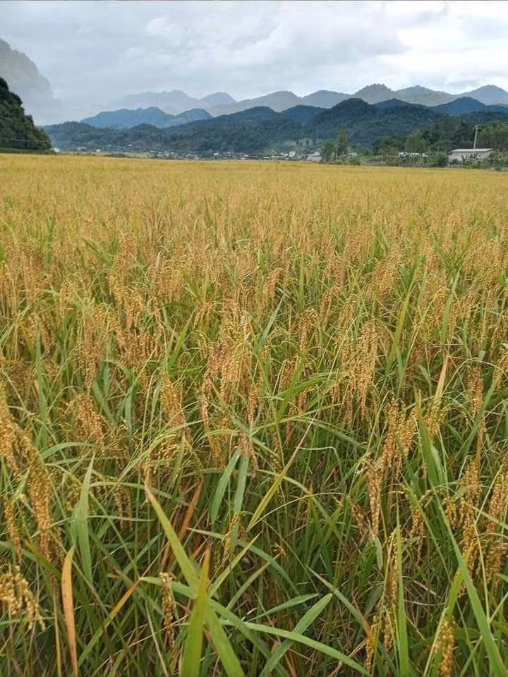 Le riz gluant de Muong Và ảnh 1
