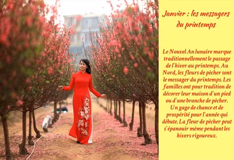 Les fleurs de Hanoï au gré des saisons ảnh 2