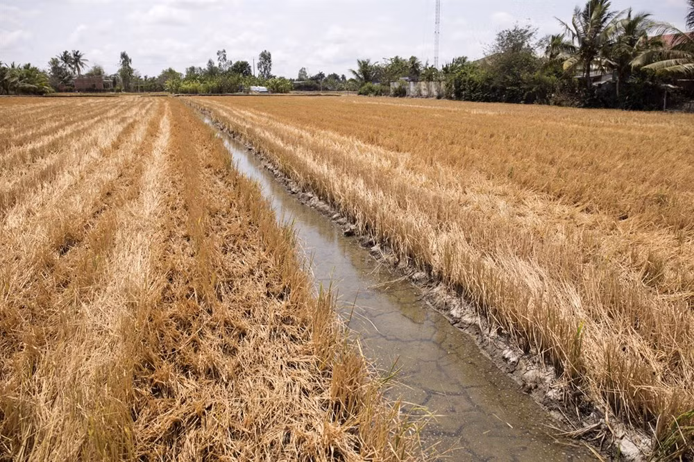Le delta du Mékong fait face à l'intrusion saline grave ảnh 1 Le delta du Mékong fait face à l'intrusion saline grave ảnh 1