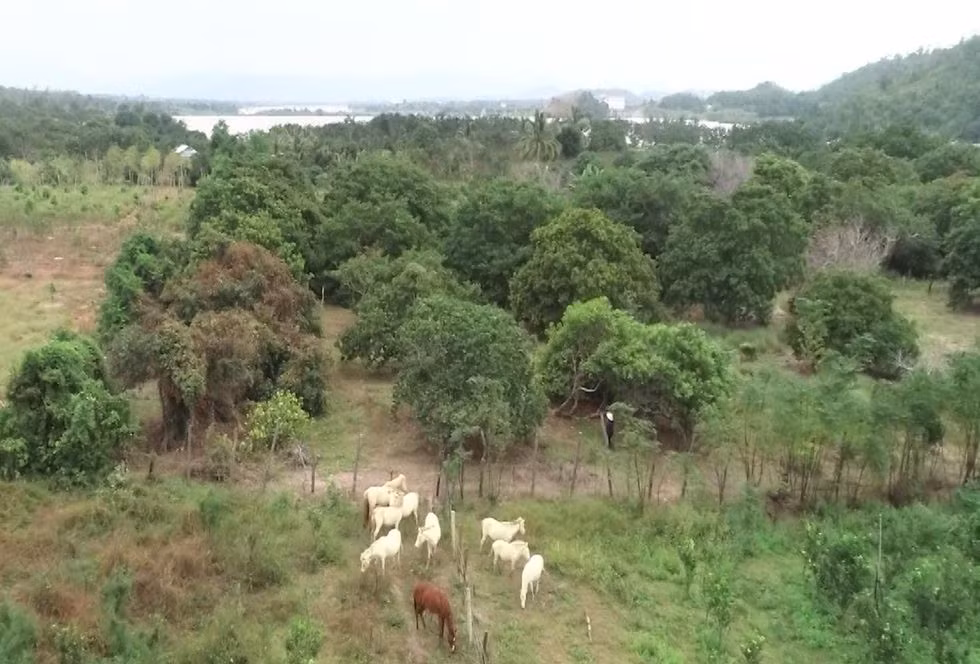 Une ferme de chevaux blancs sur les hauts plateaux du Centre ảnh 2