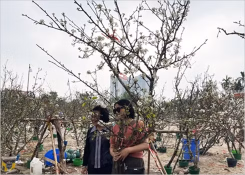 Les fleurs de poirier sauvage symbolisent l’arrivée du printemps ảnh 3