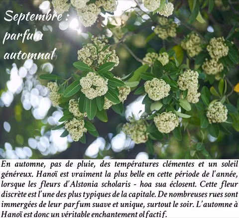 Les fleurs de Hanoï au gré des saisons ảnh 10
