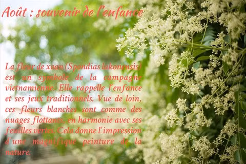 Les fleurs de Hanoï au gré des saisons ảnh 9