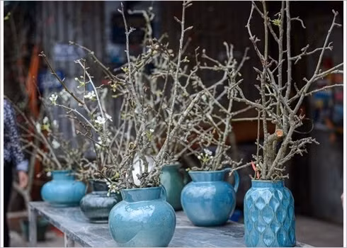 Les fleurs de poirier sauvage symbolisent l’arrivée du printemps ảnh 6