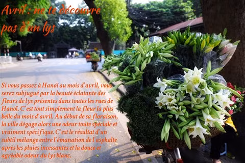 Les fleurs de Hanoï au gré des saisons ảnh 5