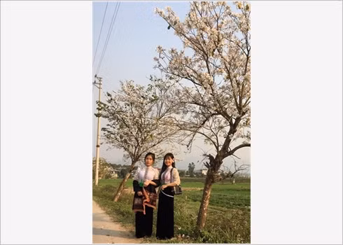 La beauté des fleurs du mois de mars ảnh 3