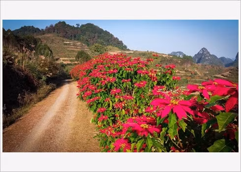 Paysage féérique à Cao Bang ảnh 6