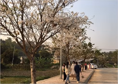 La beauté des fleurs du mois de mars ảnh 4