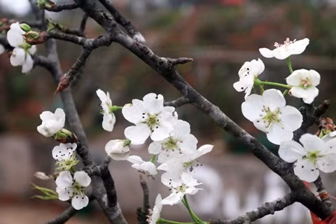 Les fleurs de poirier sauvage symbolisent l’arrivée du printemps ảnh 1