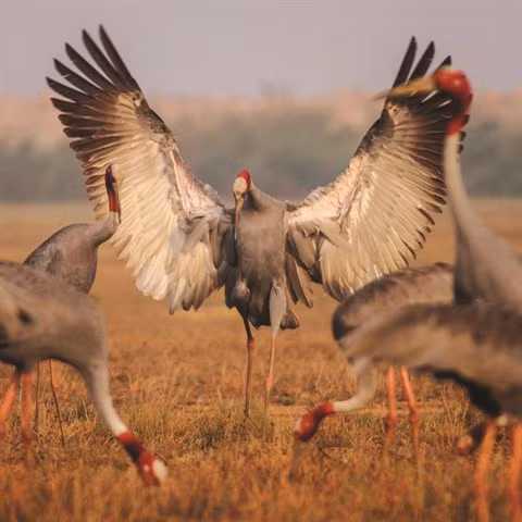 Les grues à tête rouge boudent le Vietnam ảnh 2