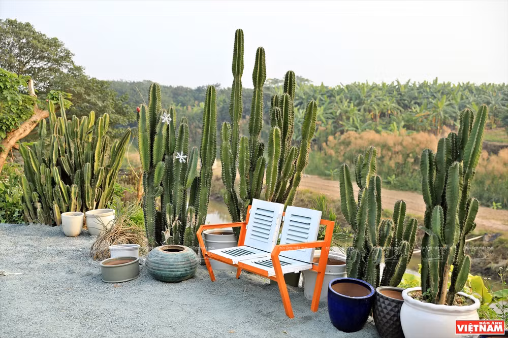 Cacti Zone, nouvelle destination pour les Hanoïens ảnh 4 Cacti Zone, nouvelle destination pour les Hanoïens ảnh 4