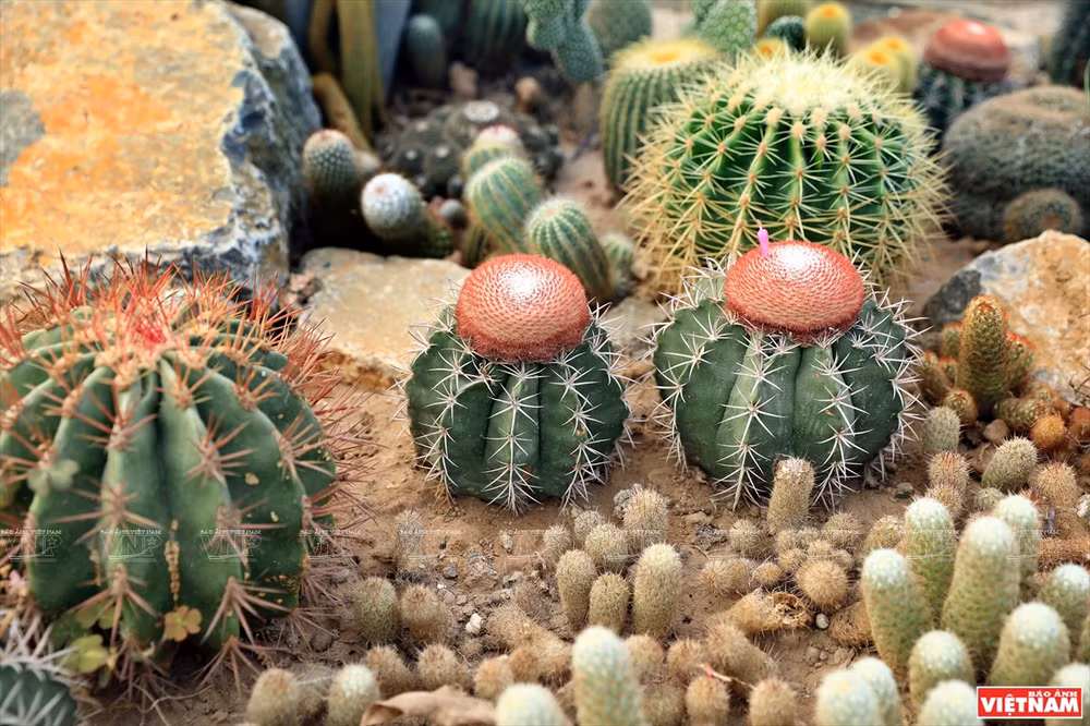 Cacti Zone, nouvelle destination pour les Hanoïens ảnh 2 Cacti Zone, nouvelle destination pour les Hanoïens ảnh 2
