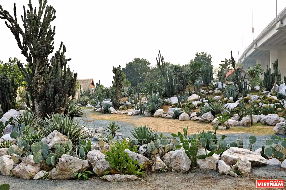 Cacti Zone, nouvelle destination pour les Hanoïens ảnh 3 Cacti Zone, nouvelle destination pour les Hanoïens ảnh 3
