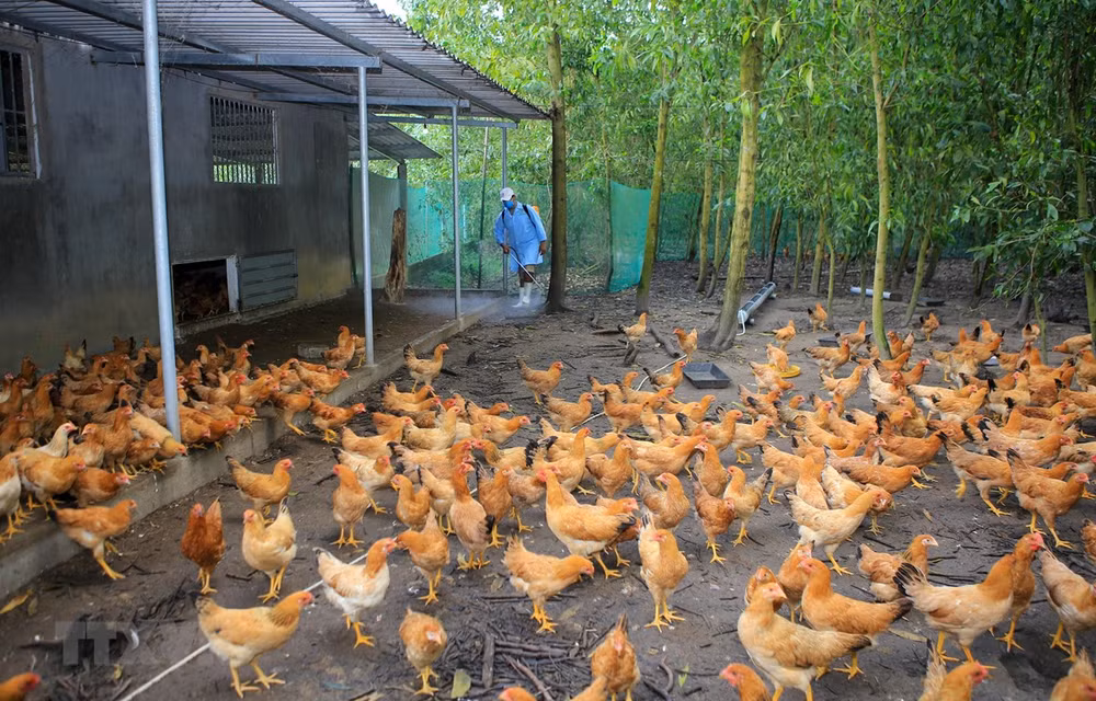 Avertissement sur la possibilité de transmission du virus A H5N8 à l’homme ảnh 1