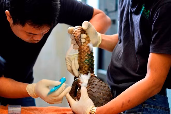 54 pangolins relâchés dans la nature ảnh 1