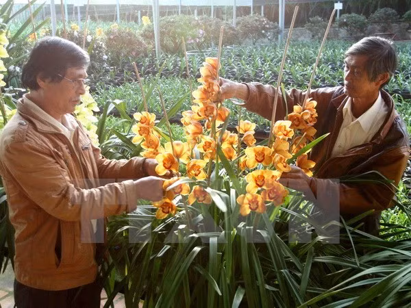 Da Lat décide de fonder un centre de commerce des fleurs ảnh 1