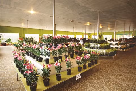Rung hoa Dà Lat, fer de lance de l’horticulture high-tech ảnh 4 Rung hoa Dà Lat, fer de lance de l’horticulture high-tech ảnh 4