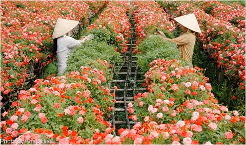 L’exode des fleurs de Hanoï ảnh 1