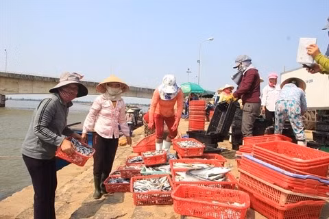 Les pêcheurs de Hà Tinh retrouvent une vie normale ảnh 1