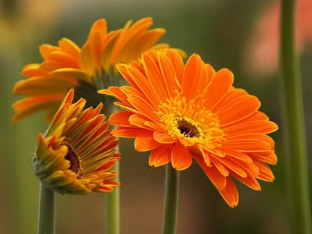 Quelles plantes allez-vous choisir pour le Tet ? ảnh 5