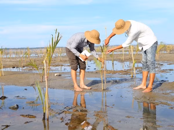 Le Vietnam au coeur de la coopération environnementale de l’ASEAN ảnh 1