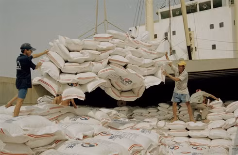Prévisions : plus de 5 millions de tonnes de riz seront exportées en cette année ảnh 1
